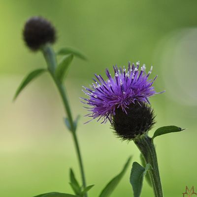  Centaurée des bois