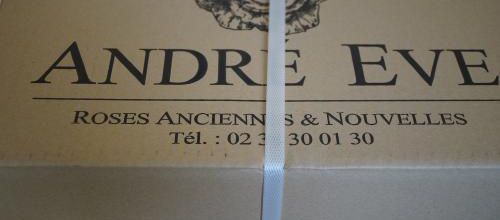 Un nouveau coin à aménager : réception des rosiers