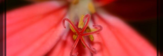 Au coeur du géranium 
