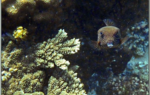 Poisson-coffre pintade ou coffre à taches blanches femelle (Ostracion meleagris) - Anse Takamaka - Mahé - Seychelles