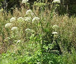 Angelica sylvestris - angélique des bois