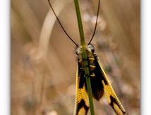 Ascalaphe ambré ♀ - Libelloides longicornis (Linnaeus, 1764)