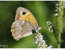 Le Myrtil (Maniola jurtina) - Nymphalidae