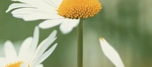 Avec une marguerite, voyons si maman m'aime...