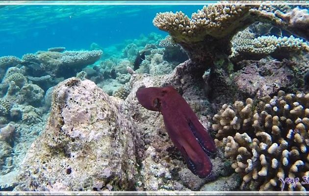 Poulpe de récif commun ou Pieuvre, Common reef octopus (Octopus cyanea)  - Snorkeling à Thudufushi - Atoll d'Ari - Maldives