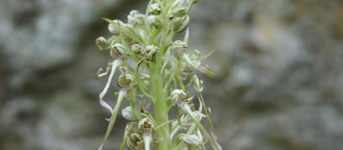 les belles sauvageonnes : orchidée sauvage