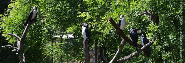 La Ménagerie du Jardin des Plantes : Le Cormoran Pie