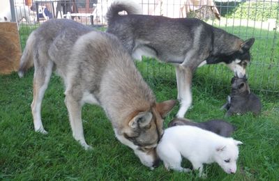 4 semaines: Les chiots et la meute