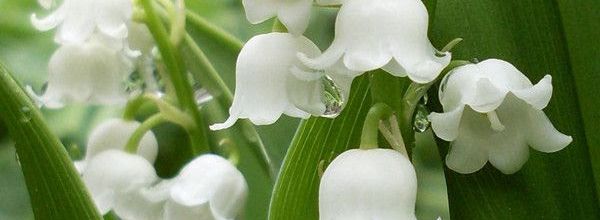 Le joli mois de mai - Victor Hugo -