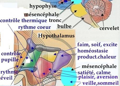 Ce qui, dans le cerveau, nous maintient en vie : le cerveau central, dont l'hypothalamus 