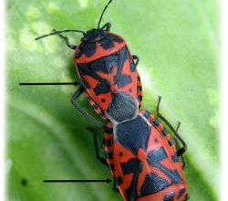 Eurydema ventralis, accouplement
