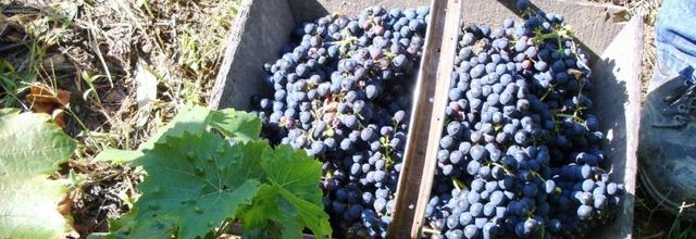Vendanges chez Pierrot à Pornic 