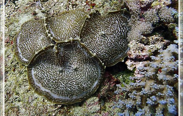 Anémone oreille-d'éléphant, Giant mushroom anemone, Elephant's ear anemone (Amplexidiscus fenestrafer) - Bank des Frères - Tsarabanjina - Mitsio - Madagascar