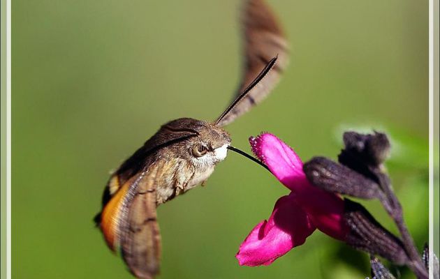 Gros plans sur le Papillon Moro sphinx, Sphinx colibri, Sphinx du caille-lait (Macroglossum stellatarum) - Lartigau - Milhas - 31