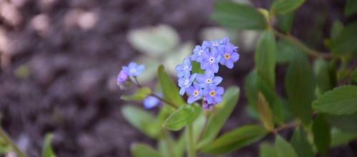 myosotis