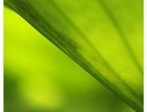 Feuilles de Lotus