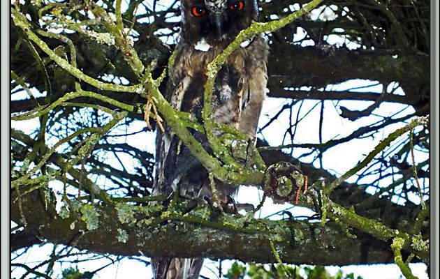 Hibou Moyen-Duc, Long-eared Owl (Asio otus) - Ars-en-Ré- Ile de Ré - 17