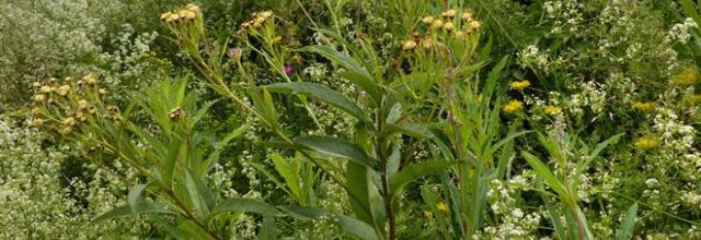 Senecio cacaliaster  -  séneçon fausse cacalie
