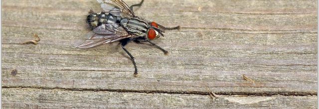 Mouche à Damier (1) - Mouche Grise de la Viande / Sarcophaga carnaria