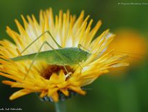 Sauterelle leptophye ♀