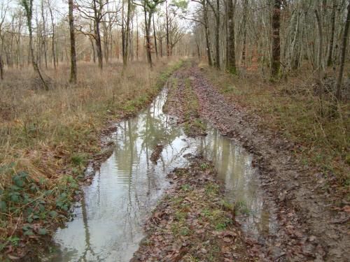 " un boeuf dans le champ" 14 janvier