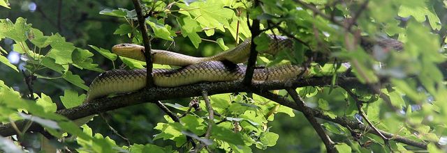 Dame couleuvre sur un arbre perchée...