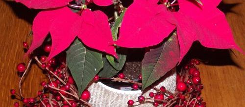 La rose de Noël...