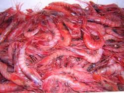 Tamda Ouguemoune: la mer, le soleil et... du poisson