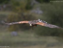 Buse de Harris (Apache)
