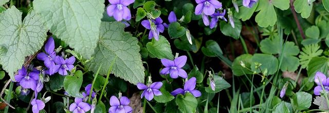 La magie des sauvages au jardin : mars