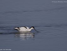 Avocette élégante