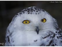 Harfang des neiges - Bubo scandiacus - Snowy Owl 