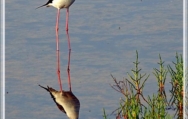 Échasse blanche, Black-winged Stilt (Himantopus himantopus) - Ars-en-Ré - Île de Ré - 17
