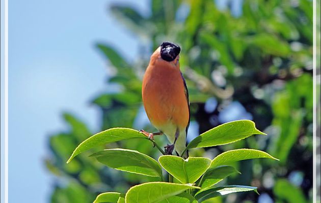 Les photos du jour : Bouvreuil pivoine, Eurasian Bullfinch (Pyrrhula pyrrhula) mâle et femelle et Pie-grièche écorcheur, Red-backed Shrike (Lanius collurio) mâle - Lartigau - Milhas - 31