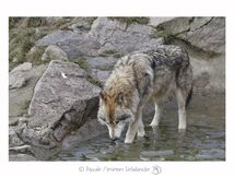 Loup de Sibérie