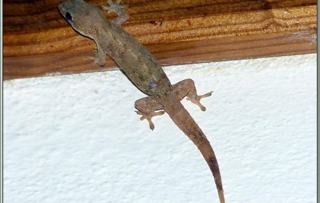Un compagnon de nos nuits (mis à part les oiseaux), anti-moustique naturel et écologique : le Gecko - Bird Island - Seychelles
