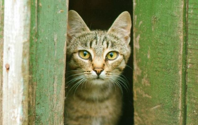  Une idée pour sourire par jour. (7)