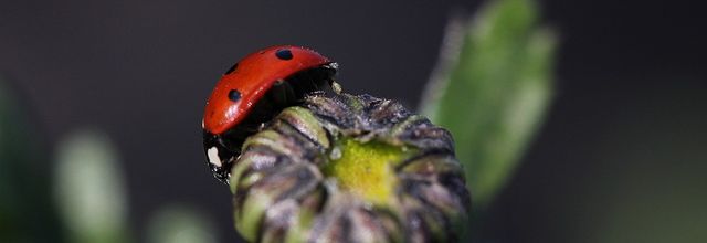 Sortie coccinelle au jardin