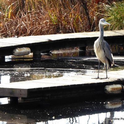 * Le héron au Lac de Mimizan*