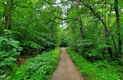 À l'ouest de Paris (2/2) : la forêt de Fausses-Reposes