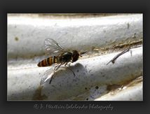 Syrphe femelle (non identifiable)