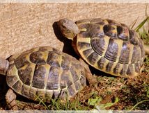 Pré-hibernation de la tortue d'Hermann