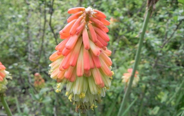 des fleurs ! 