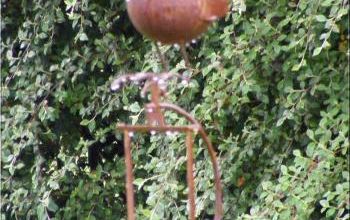 Foire aux plantes rares de Bézouotte