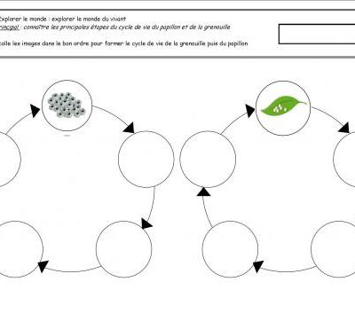 Cycles de vie :  grenouille et papillon