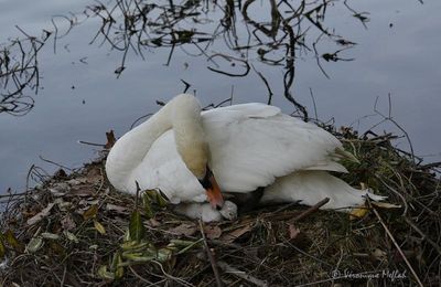 Lac Daumesnil : des petits cygnes voient le jour