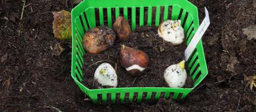 ma commande de tulipes pour 2025