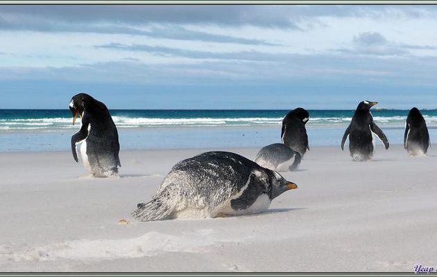 Manchots papous (Pygoscelis papua) dans la tourmente de sable - Volunteer Point - Falkland Islands, Iles Malouines, Islas Malvinas