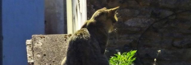 Dimanche c'est chat