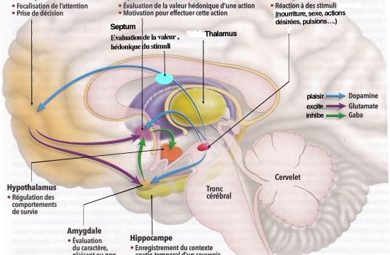 Le système de récompense de notre cerveau.